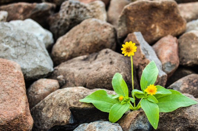 Two yellow flowers surrounded by rocks